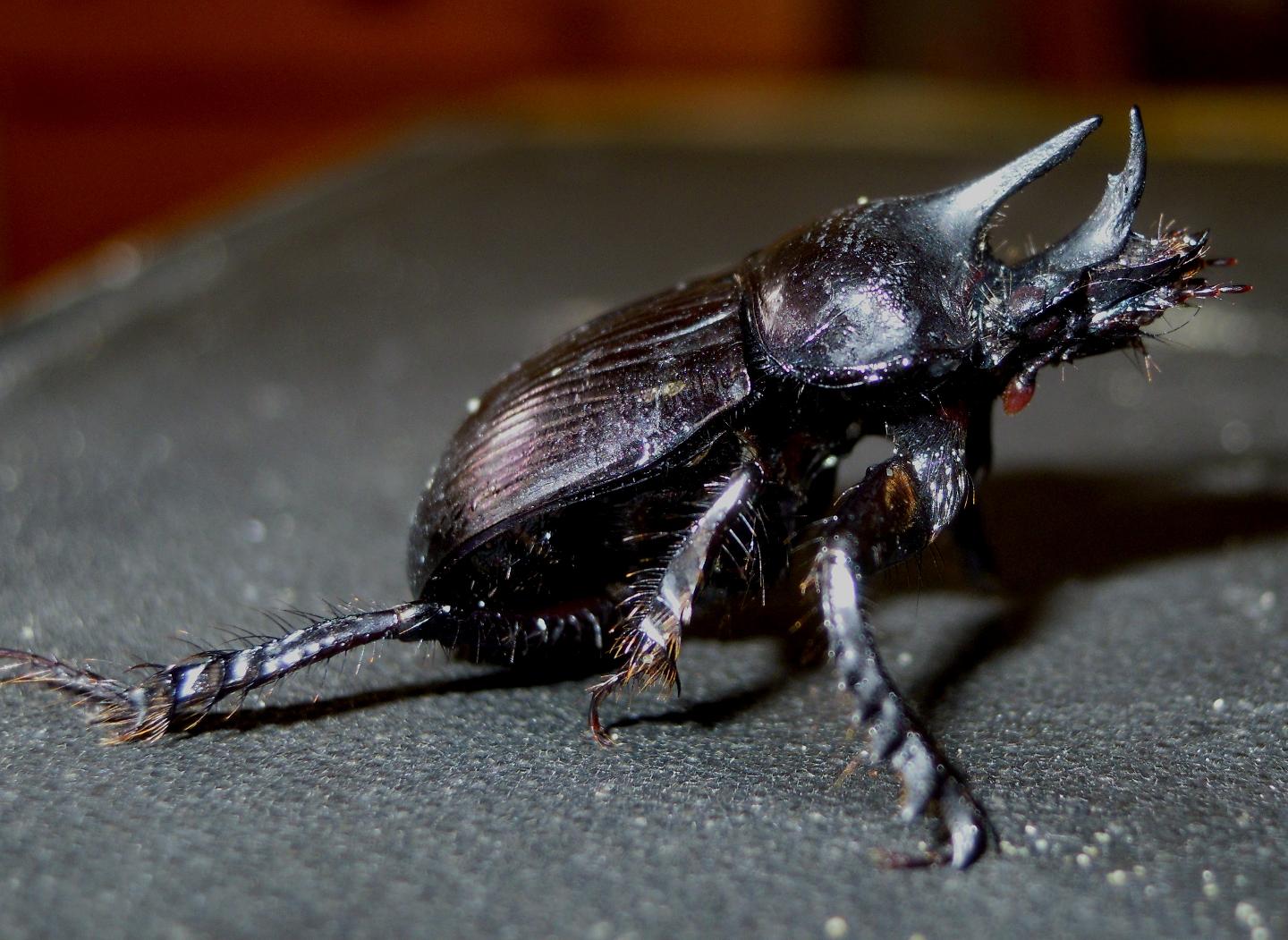 Ceratophyus rossii